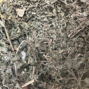 El Gtaff Maleh – Atriplex Halimus Plante Sauvage