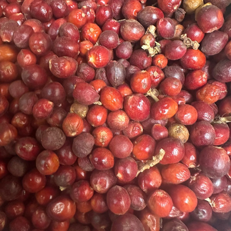 Heb El Ghar – Grains de Laurier Noble (Laurus Nobilis)