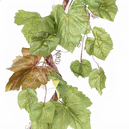 Feuilles Séchées de Vigne | Al Enab – Disponibles en 50g, 100g et 200g