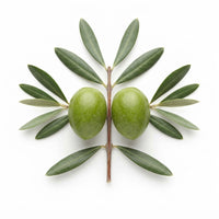 Feuilles d’Olivier | Zaaytoune | 50g | 100g | 200g