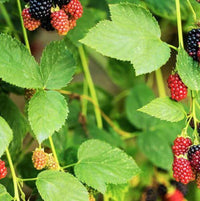 Feuilles de Framboisier Séchées | Al Toutt – Formats 50g, 100g, 200g
