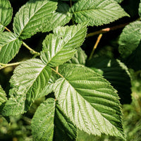 Feuilles de Framboisier Séchées | Al Toutt – Formats 50g, 100g, 200g