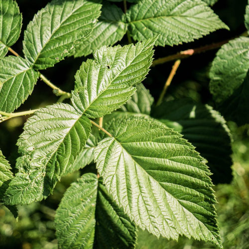 Feuilles de Framboisier Séchées | Al Toutt – Formats 50g, 100g, 200g