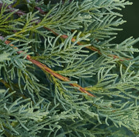 Feuilles de Genévrier (Al Ârâr – العرعار) 100% Naturelles 200g