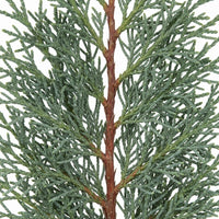 Feuilles de Genévrier (Al Ârâr – العرعار) 100% Naturelles 200g