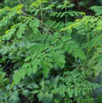 Feuilles de Moringa Séchées – Soutien Immunitaire, Énergie & Digestion
