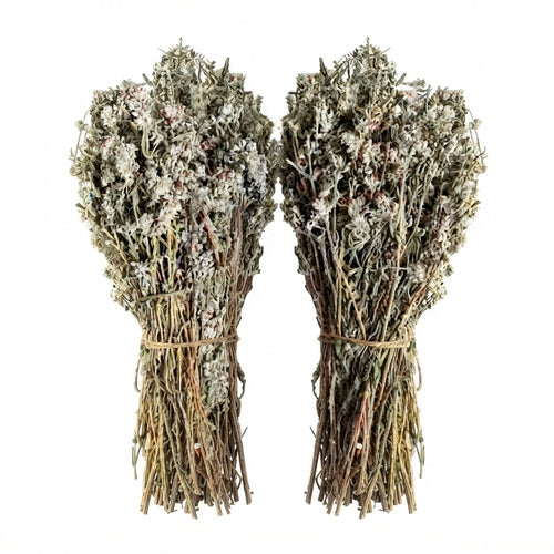 Germandrée Tomenteuse (Teucrium Polium) – 250g ou 500g | Al Khiata / Jaada