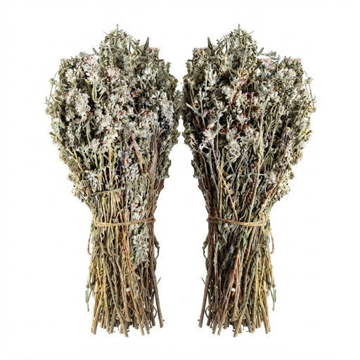 Germandrée Tomenteuse (Teucrium Polium) – 250g ou 500g | Al Khiata / Jaada