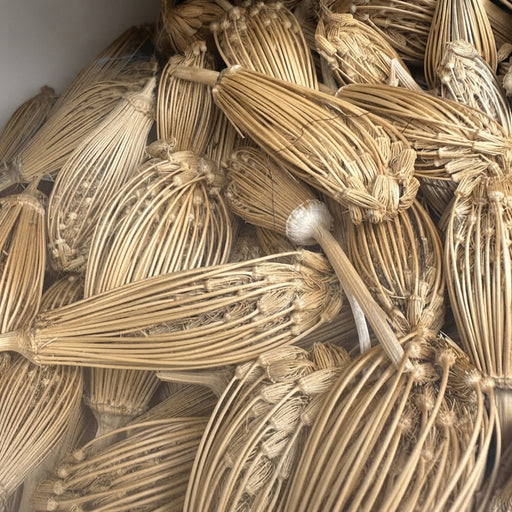 Graines de Ammi Visnaga (Khella) – 50g, 100g ou 200g | Graines Naturelles