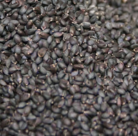Graines de Basilic – Superaliment Riche en Fibres, Protéines & Oméga-3 | Polyvalent