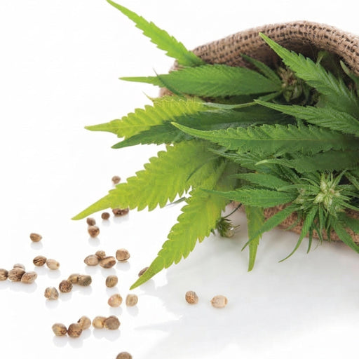 Graines de Chanvre 100% Naturelles | Disponible en 50g | 100g et 200g