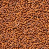 Graines de Cresson Alénois (Hab Rchad) – Graines Entières | Plante Traditionnelle