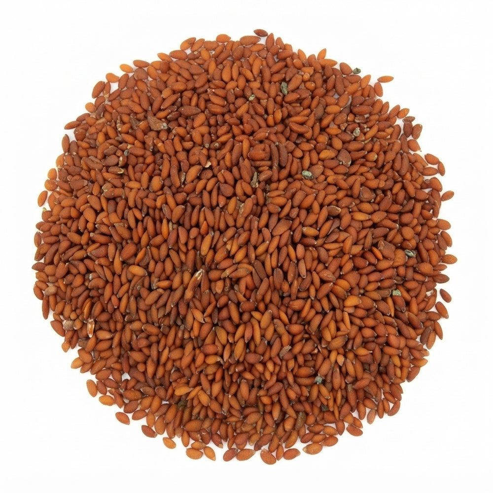 Graines de Cresson Alénois (Hab Rchad) – Graines Entières | Plante Traditionnelle