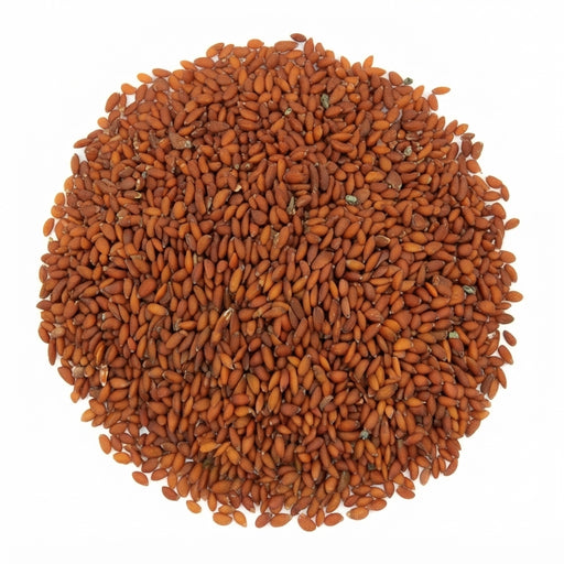 Graines de Cresson Alénois (Hab Rchad) – Graines Entières | Plante Traditionnelle