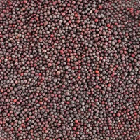 Graines de Moutarde – 50g, 100g ou 200g | Remède Naturel Polyvalent