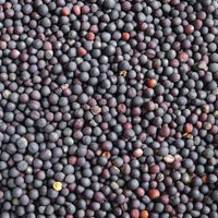 Graines de Navet – Variété de Qualité | Culture Facile & Récolte en 6 à 8 Semaines