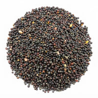 Graines de Navet – Variété de Qualité | Culture Facile & Récolte en 6 à 8 Semaines
