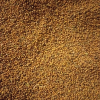 Graines de Radis – Superaliment Riche en Fer | Beauté & Bien-Être Naturel