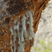 Louban Dakar Oliban d’Oman – Encens Frankincense