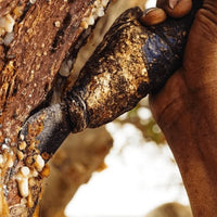 Louban Dakar Oliban d’Oman – Encens Frankincense