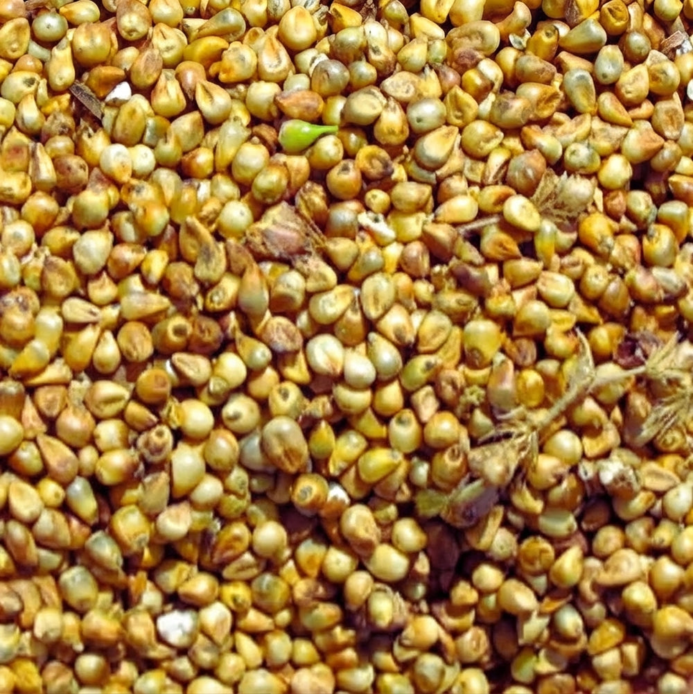 Millet Chandelle Entier | Céréale Riche en Fibres, Protéines et Minéraux – Faible en Gras