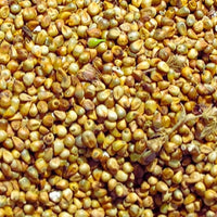 Millet Chandelle Entier | Céréale Riche en Fibres, Protéines et Minéraux – Faible en Gras
