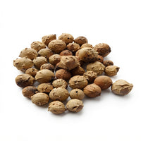 Noix de Galles – Quercus Lusitanica | Teinture naturelle et encre ferro-tannique