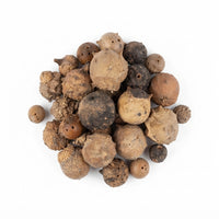 Noix de Galles – Quercus Lusitanica | Teinture naturelle et encre ferro-tannique