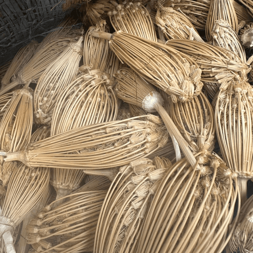 Ammi Visnaga – Bouchnikha Graines & Cure-Dents Naturel - nilabeautys.com