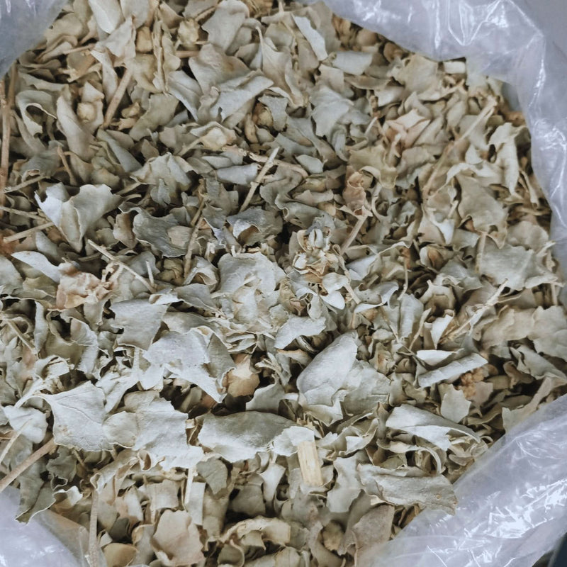 Atriplex Halimus 50g 100g 200g - Santé Féminine Naturelle