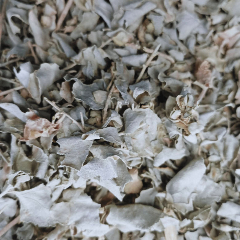 Atriplex Halimus 50g 100g 200g - Santé Féminine Naturelle