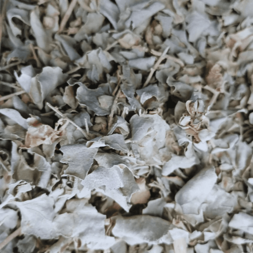 Atriplex Halimus (El Gtaff) – Feuilles Séchées Naturelles - nilabeautys.com