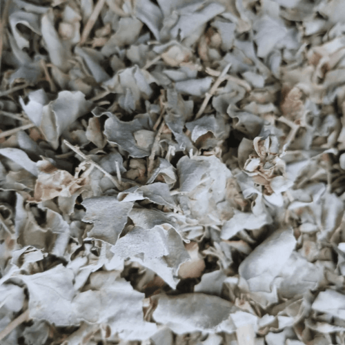 Atriplex Halimus (El Gtaff) – Feuilles Séchées Naturelles - nilabeautys.com