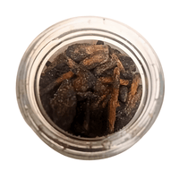 Bakhour Oud Al Qannas 50g – Encens Oriental Parfum Intense - nilabeautys.com