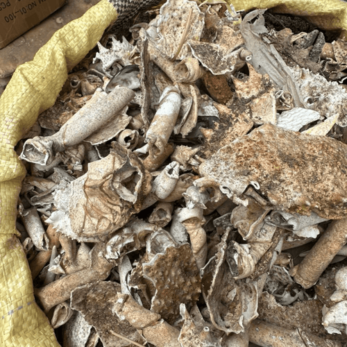 Carapace de Crabe Séchée – Coquillage Marin Naturel - nilabeautys.com
