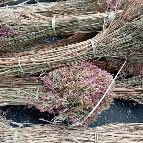 Centaurée Petite Ras el Haya, Marrarat el henche, Centaurium erythraea