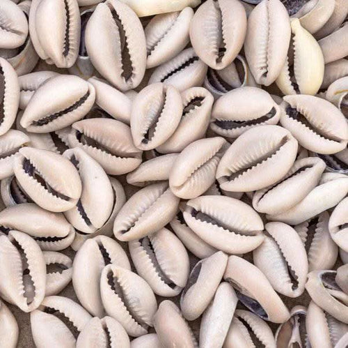 Coquillage Cauris Naturel Al wadaa, El ouadaa, wedaa Coquillage de mer | الودعة الطبيعية
