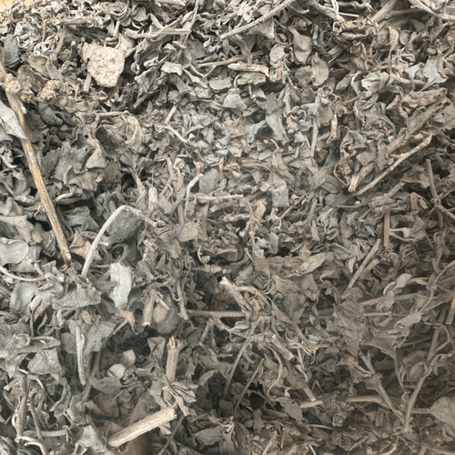 El Gtaff Maleh – Atriplex Halimus Plante Sauvage - nilabeautys.com