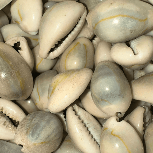 El Wadaa (Cauris de Mer) – Coquillages Naturels - nilabeautys.com