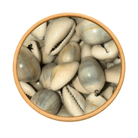 El Wadaa (Cauris de Mer) – Coquillages Naturels - nilabeautys.com