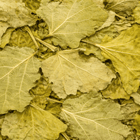 Feuilles de Figuier Séchées – 50g / 100g / 200g – Infusion Naturelle - nilabeautys.com
