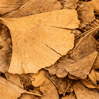 Feuilles de Ginkgo Biloba Séchées – Infusion & Bien-être Naturel - nilabeautys.com