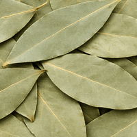 Feuilles de Laurier (Al Ghar) – 50g / 100g / 200g – Infusion & Usage Naturel - nilabeautys.com