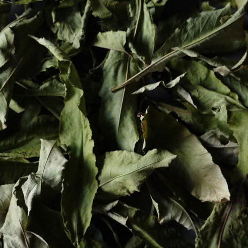Feuilles de Pêcher 50g, 100g et 200g