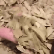 Feuilles de Pistacia lentiscus - El Darw الضرو - nilabeautys.com