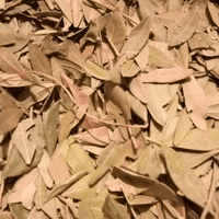 Feuilles de Pistacia lentiscus - El Darw الضرو - nilabeautys.com