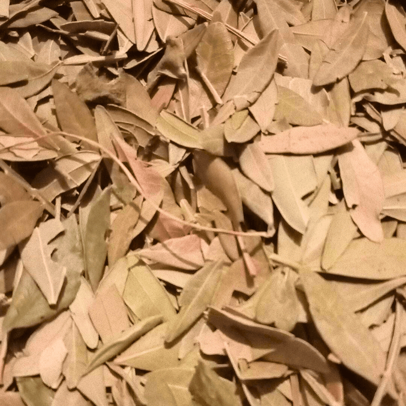 Feuilles de Pistacia lentiscus - El Darw الضرو - nilabeautys.com