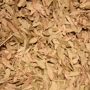 Feuilles de Pistacia lentiscus - El Darw الضرو - nilabeautys.com