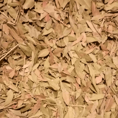 Feuilles de Pistacia lentiscus - El Darw الضرو
