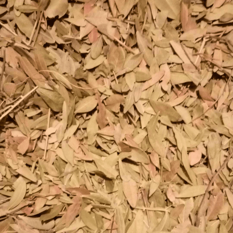 Feuilles de Pistacia lentiscus - El Darw الضرو - nilabeautys.com